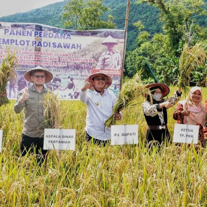 IMG_20220612_224827 Pemkab Busel panen padi sawah
