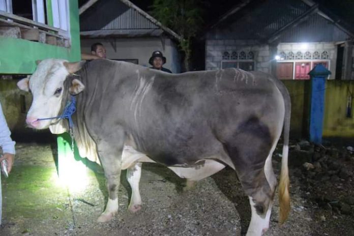 Sapi kurban Jokowi