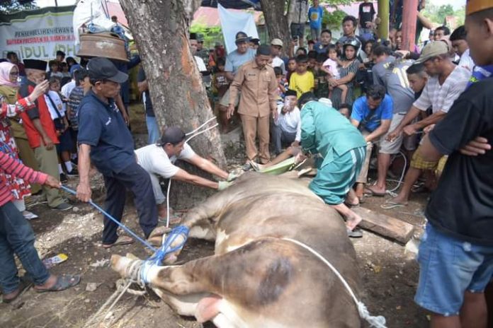Penyembelihan sapi kurban presiden Penyembelihan sapi kurban presiden