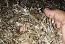 Ikan Teri Asap Sumber Pendapatan Warga Boneatiro, Omzetnya Jutaan Perbulan