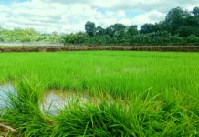 Dukung Swasembada Pangan, Pemkab Busel Siapkan 616 Hektare Sawah