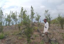 Dari Manis Jadi Pahit: Kisah Petani Jeruk Siompu Melawan Penyakit Mematikan