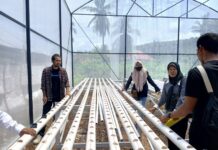 BUMDes di Siompu Barat Mulai Kembangkan Greenhouse dan Ayam Petelur Lewat Program Ketapang