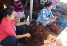 Bandar Batauga Jadi Sentra Rumput Laut Terbesar di Buton Selatan, Harga Naik Dorong Ekonomi Lokal